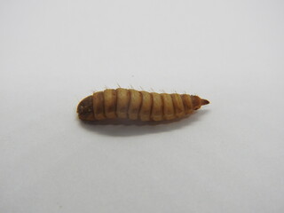 BSF maggot isolated with white background. Maggot is larvae of black soldier fly. Maggots are very useful for recycling organic waste. Also can be used for fish and poultry feed