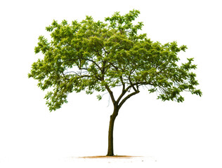 green tree PNG transparent background 