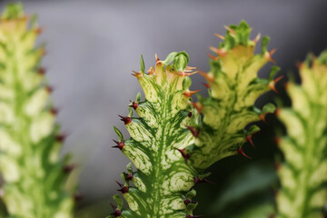 African Milk tree cactus, spotted, green, yellow with small leaves growing between red thorns. gray background

