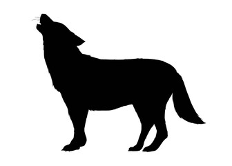 Silhouette image of of wolf howling