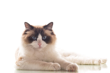 Beautiful young healthy Ragdoll cat on a white background.