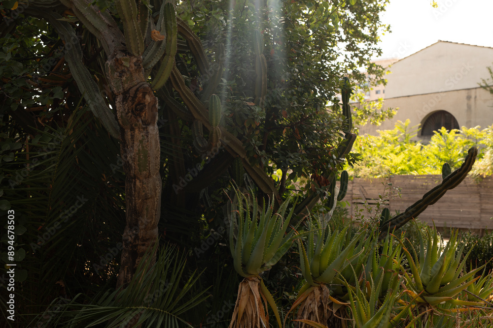 Poster sunlight breaks through the leaves of a dense jungle