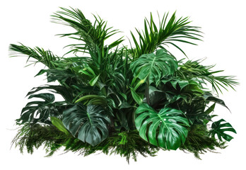 Lush tropical plant arrangement