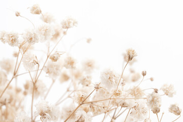 Beautiful fragile gypsophila dried flowers with white background macro