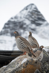 the snowcock/tetraogallus on EBC trekking trip in Nepal