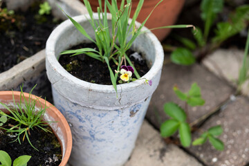 Top view of pots with plants that require care