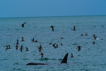 Killer Whale and birds, Orca, hunting a sea lions , Peninsula Valdes, Patagonia Argentina