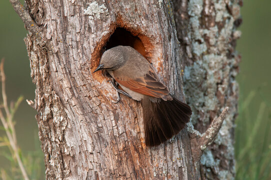 Bay winged Cowbird nesting, in Calden forest environment, La Pampa Province, Patagonia, Argentina.