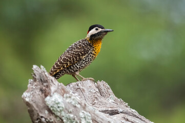 Green barred Woodpecker in forest environment,  La Pampa province, Patagonia, Argentina.