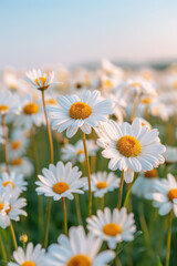 Fototapeta premium Sunlit daisies bloom in a lush meadow, showcasing their white petals and golden centers as they reach towards the sky on a clear, bright day.