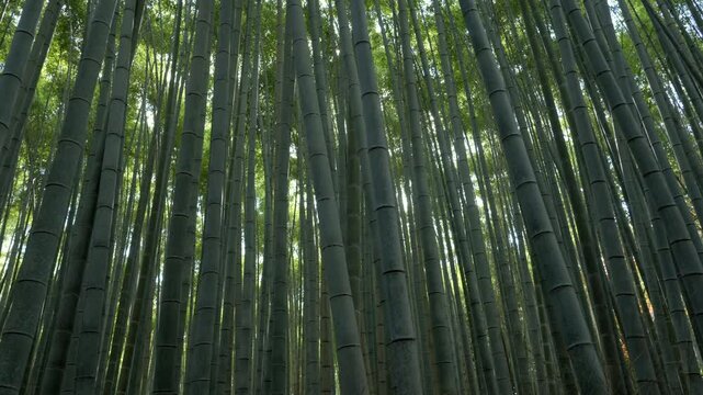 Sunlight shinning through bamboo tree forest at the famous Arashiyama Bamboo Grove in Kyoto, Japan.