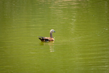 duck, bird, water, nature, lake, animal, wildlife, mallard, wild, waterfowl, swimming, pond, feather, beak, goose, birds, cute, duckling, young, fowl, river, brown, white, swim, wing