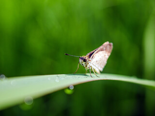 Close-up of owl butterfly on a blade of grass with raindrops in the natural light on a beautiful morning.