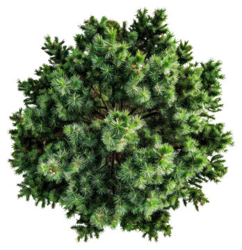PNG  Lush evergreen tree top view
