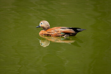 duck, bird, water, nature, lake, animal, wildlife, mallard, wild, waterfowl, swimming, pond, feather, beak, goose, birds, cute, duckling, young, fowl, river, brown, white, swim, wing
