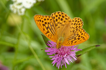 Pallas' fritillary butterfly feeding on a thistle flower.