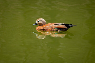 duck, bird, water, nature, lake, animal, wildlife, mallard, wild, waterfowl, swimming, pond, feather, beak, goose, birds, cute, duckling, young, fowl, river, brown, white, swim, wing