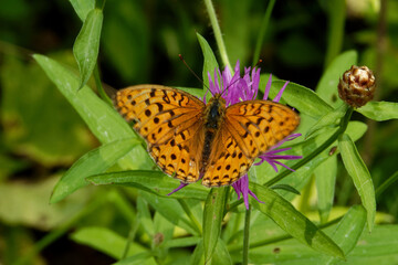 Obraz premium Pallas' fritillary butterfly feeding on a thistle flower.