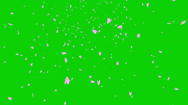Pink cherry petals falling from green background. Abstract background with a scene of Spring time in Japan. for chroma key.
