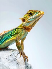 Fototapeta premium Captivating Lizard Portrait Against Stark White Backdrop with Iridescent Scales