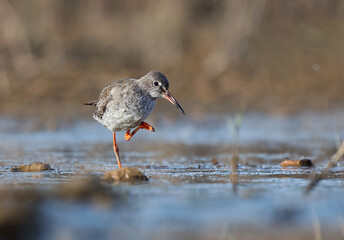 Beautiful picture of a redshank (Tringa totanus) in its aquatic environment. Common redshank standing on one leg looking for food in the riverside. Shorebird and environment. Laguna de la Nava
