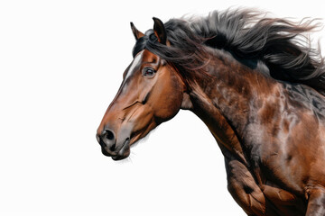 Horse in motion. Isolated on white background. Gallop