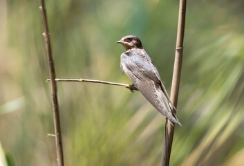 swallow, bird, nature, wildlife, animal, branch, wild, beak, flycatcher, sparrow, avian, tree, robin, songbird, feather, titmouse, wing, feathers, small, birds, green, white, tufted, wings, spring