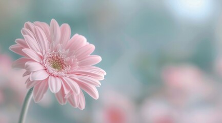Pink Chrysanthemum Close-Up