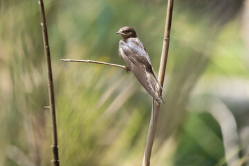 swallow, bird, nature, wildlife, animal, branch, wild, beak, flycatcher, sparrow, avian, tree, robin, songbird, feather, titmouse, wing, feathers, small, birds, green, white, tufted, wings, spring