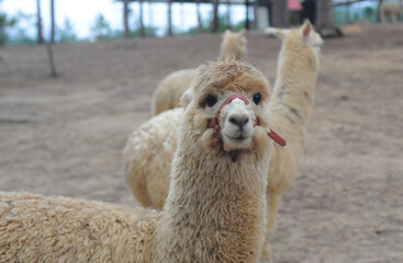 close up of a alpaca