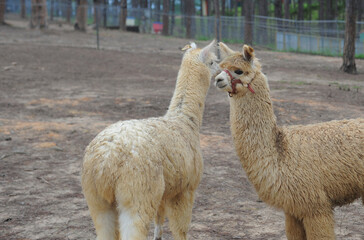 alpaca in the zoo © QUACH TUNG DUONG