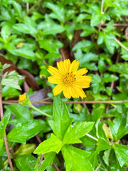 yellow flower in the garden