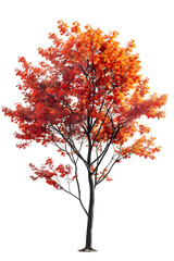 Realistic 3D Illustration of Autumn Maple Tree Isolated on Transparent Background Showing Beautiful Fall Foliage and Seasonal Color Change