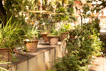 A row of potted plants line a stone wall bathed in sunlight
