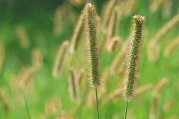 Setaria pumila is a species of grass. 