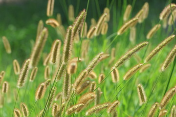 Setaria pumila is a species of grass. 