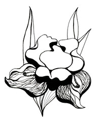 Black and white contour of a garden flower with curved petals as a symbol of awakening. Isolated cartoon graphic image. Floral pattern for a spring design. Handmade illustration for creative design.