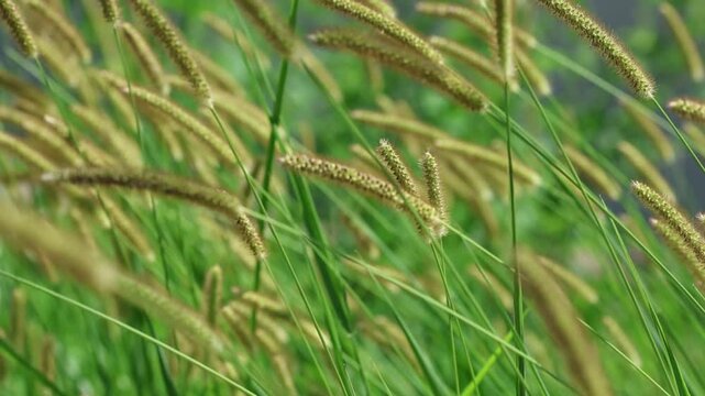 Setaria pumila is a species of grass. 