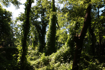 sun shining through the trees