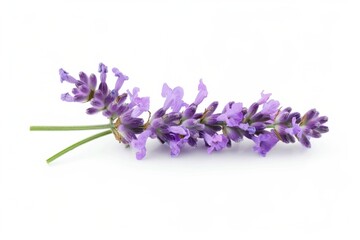 Obraz premium Lavendel. Lavandula Flowers in a Provence Meadow: A Relaxing Ayurvedic Aroma