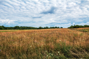Landscapes - Forest - Europe, Romania, Suceava region