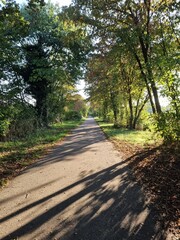 A sunrise in the forest