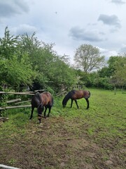 horses in the field