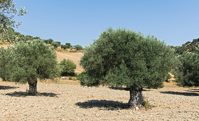 suggestive and scenic view of olive tree fields in Calabria in sunny summer