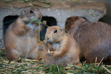 プレーリードッグ　食事の時間