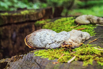Macro  - Forest - Europe, Romania, Suceava region