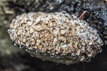 Macro  - Forest - Europe, Romania, Suceava region