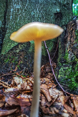 Macro  - Forest - Europe, Romania, Suceava region