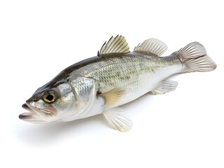 Naklejka premium Isolated Fish on Plain White Background