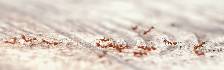 Macro shot of several ants moving across a textured wooden surface, highlighting their small size and teamwork.
